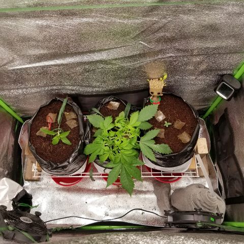 Zkittles skunk growlog timeline photo