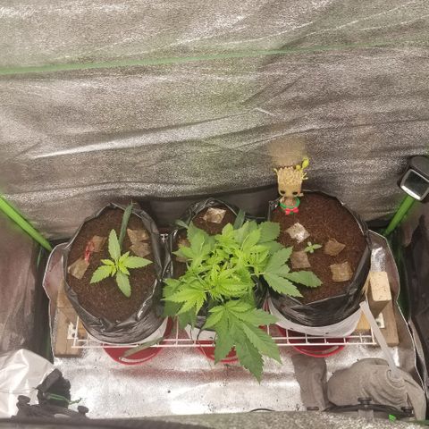 Zkittles skunk growlog timeline photo