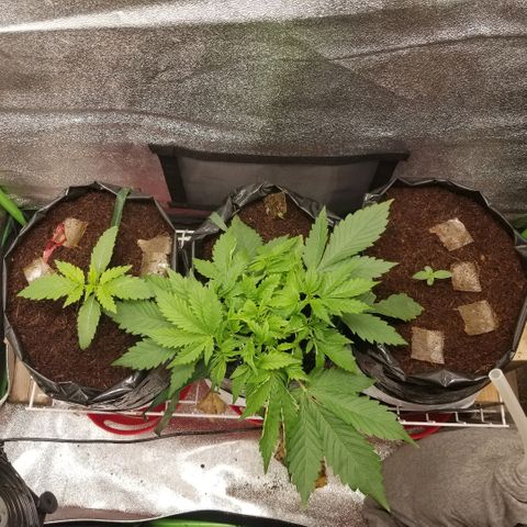 Zkittles skunk growlog timeline photo
