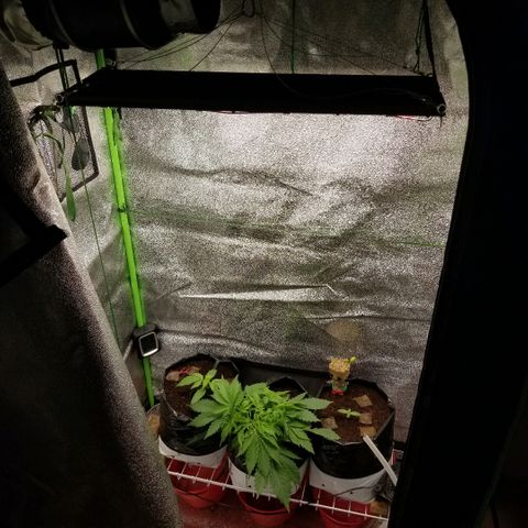 Zkittles skunk growlog timeline photo