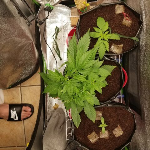 Zkittles skunk growlog timeline photo