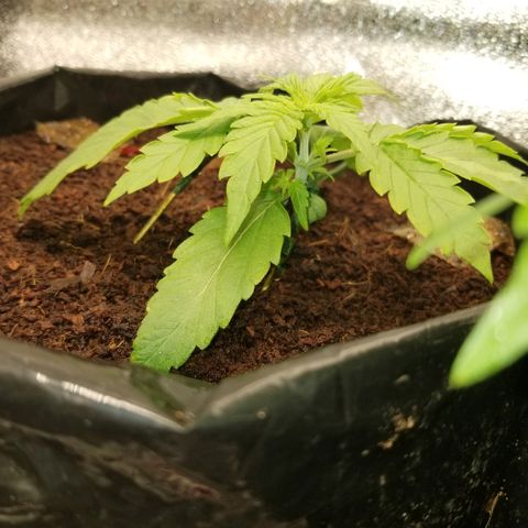 Zkittles skunk growlog timeline photo