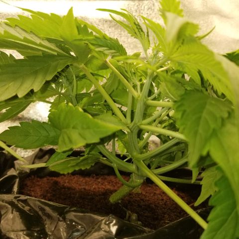 Blood Lemon skunk growlog timeline photo