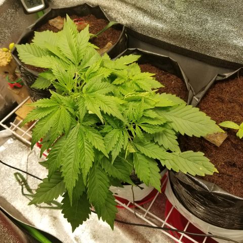 Blood Lemon skunk growlog timeline photo