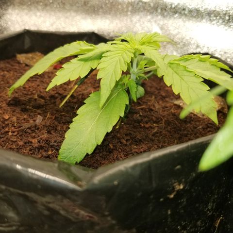 Zkittles skunk growlog timeline photo