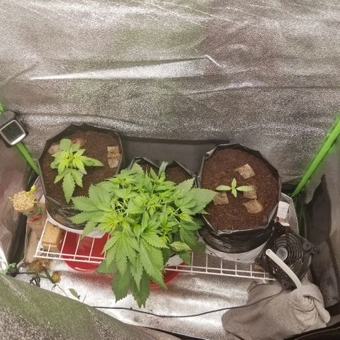 Zkittles skunk growlog timeline photo