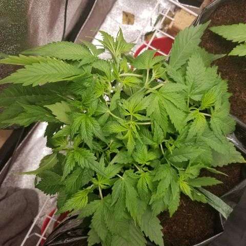 Blood Lemon skunk growlog timeline photo