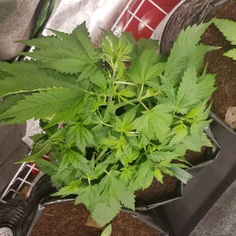 Blood Lemon skunk growlog timeline photo