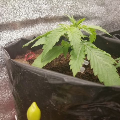 Zkittles skunk growlog timeline photo