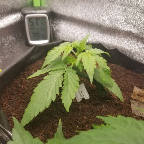 Zkittles skunk growlog timeline photo