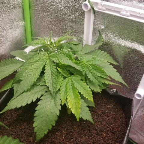 Zkittles skunk growlog timeline photo