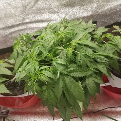 Blood Lemon skunk growlog timeline photo