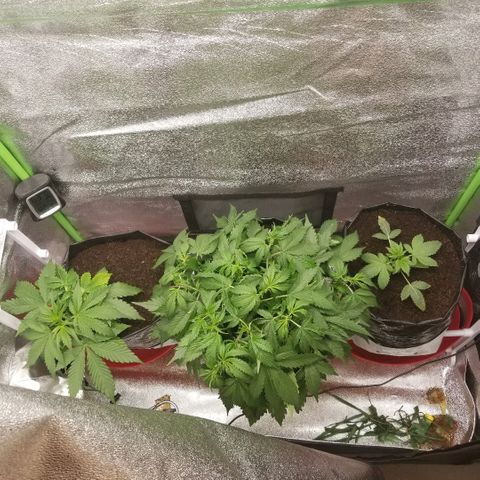 Zkittles skunk growlog timeline photo
