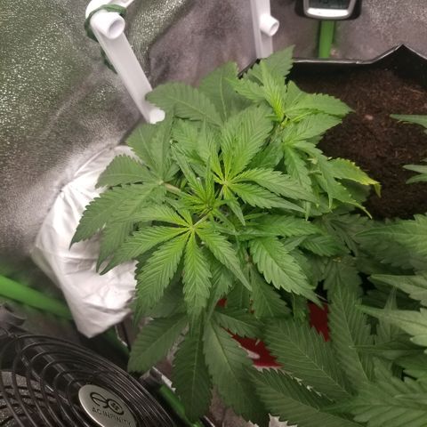 Zkittles skunk growlog timeline photo