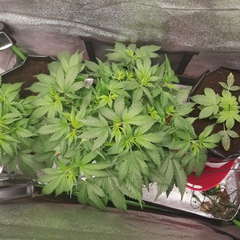 Blood Lemon skunk growlog timeline photo
