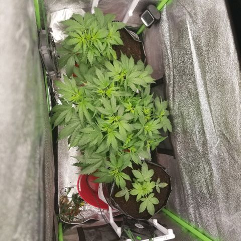 Zkittles skunk growlog timeline photo