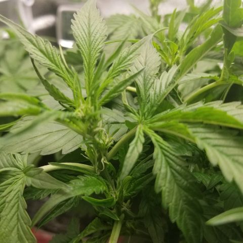 Blood Lemon skunk growlog photo: Preflower 