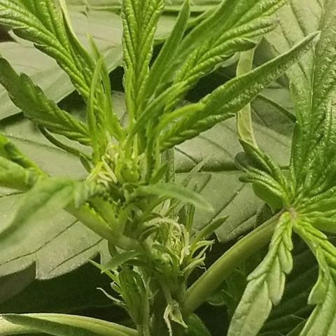 Blood Lemon skunk growlog photo: Preflower 