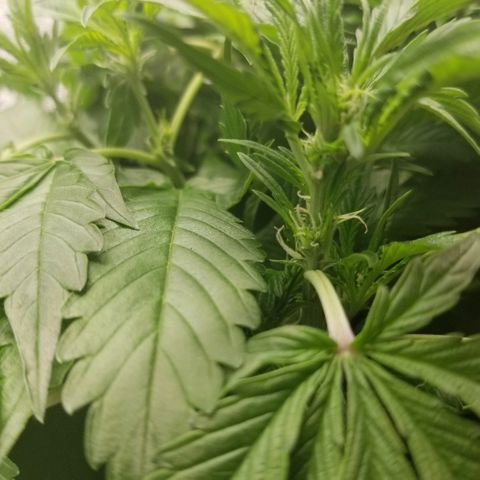 Blood Lemon skunk growlog photo: Preflower 