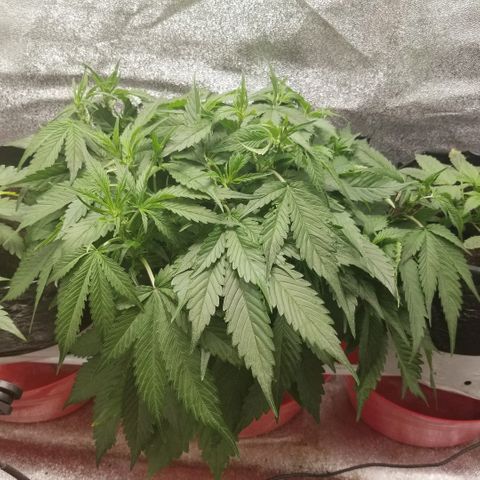 Blood Lemon skunk growlog photo: Preflower 