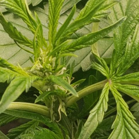 Blood Lemon skunk growlog photo: Preflower 