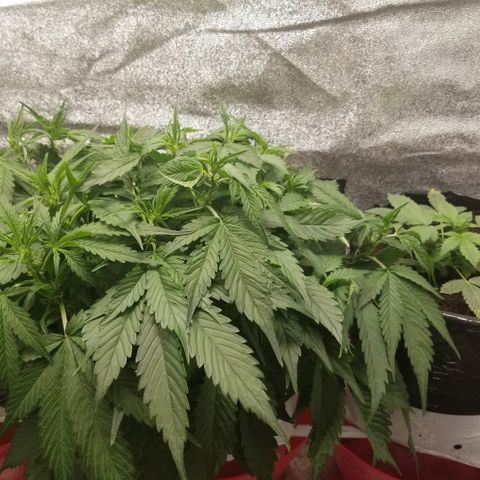 Blood Lemon skunk growlog photo: Preflower 