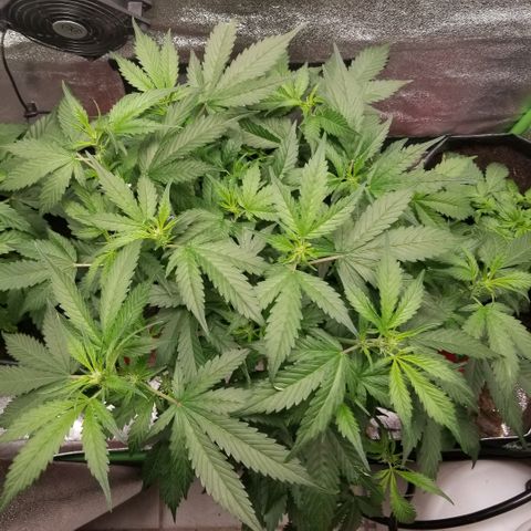 Blood Lemon skunk growlog timeline photo