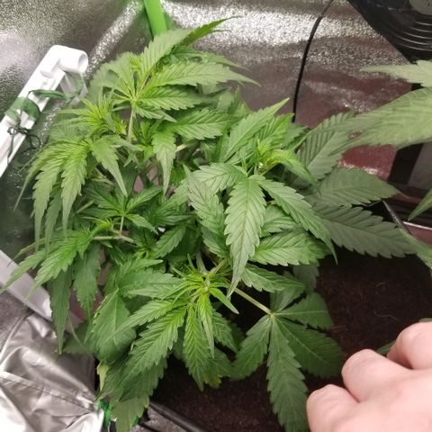 Zkittles skunk growlog timeline photo
