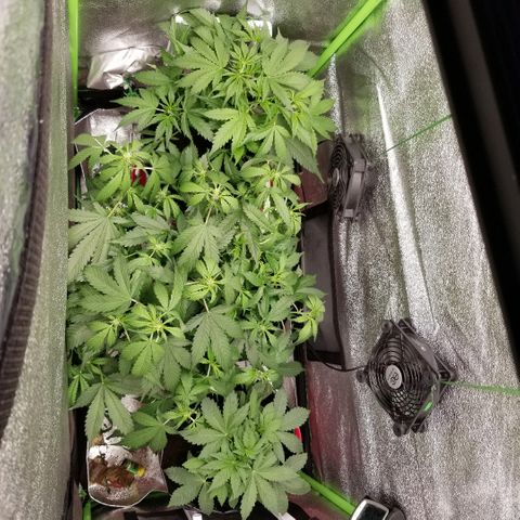 Zkittles skunk growlog timeline photo