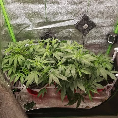 Zkittles skunk growlog timeline photo