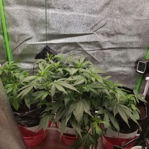 Zkittles skunk growlog timeline photo