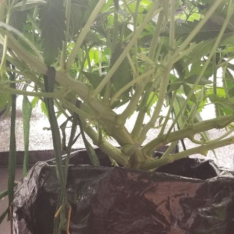 Blood Lemon skunk growlog timeline photo