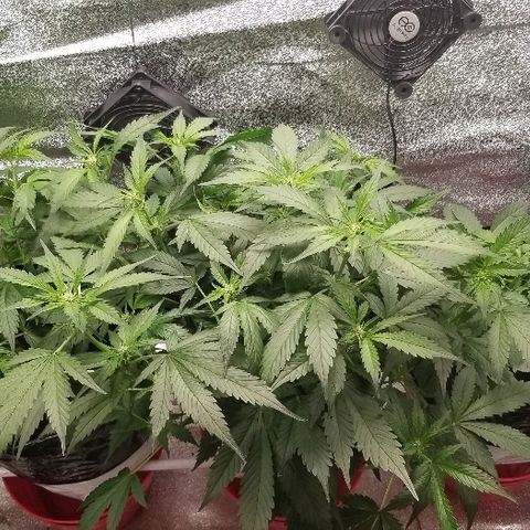 Blood Lemon skunk growlog timeline photo