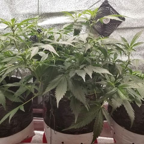 Blood Lemon skunk growlog timeline photo