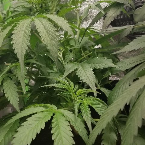 Zkittles skunk growlog timeline photo