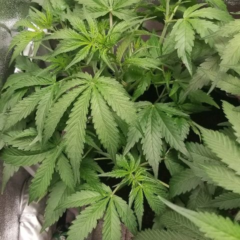 Zkittles skunk growlog timeline photo