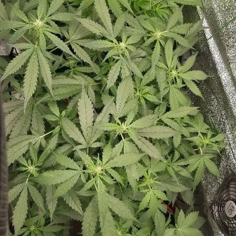 Zkittles skunk growlog timeline photo