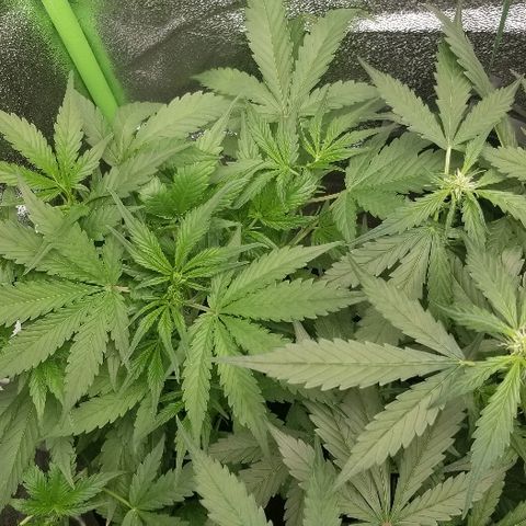 Zkittles skunk growlog timeline photo