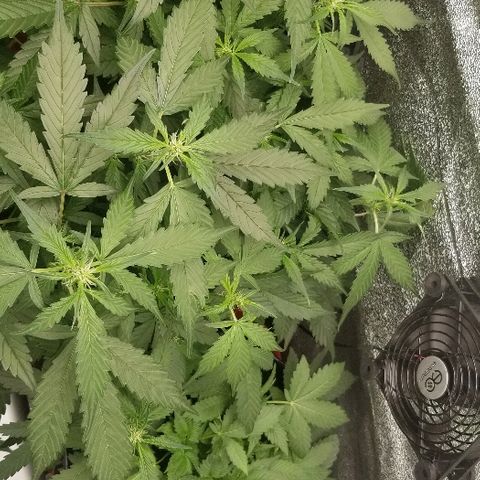 Blood Lemon skunk growlog timeline photo