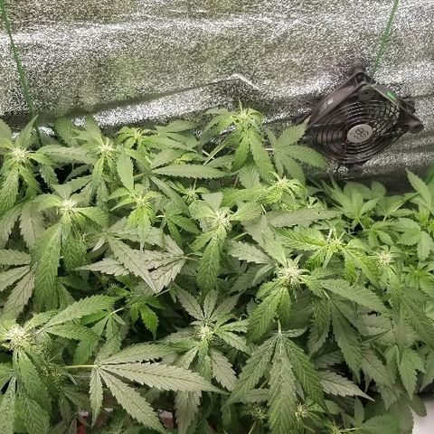 Zkittles skunk growlog timeline photo