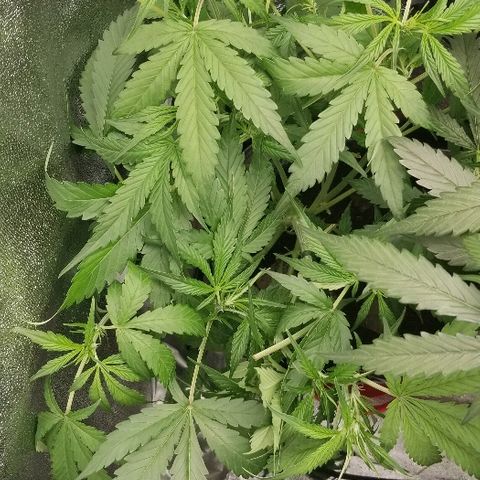 Zkittles skunk growlog timeline photo