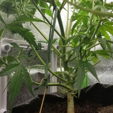 Zkittles skunk growlog timeline photo
