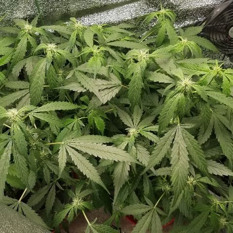 Blood Lemon skunk growlog timeline photo
