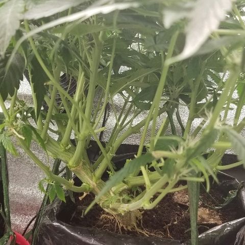 Blood Lemon skunk growlog timeline photo