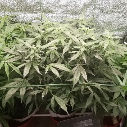 Zkittles skunk growlog timeline photo