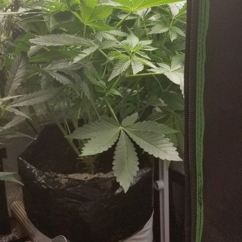 Zkittles skunk growlog timeline photo