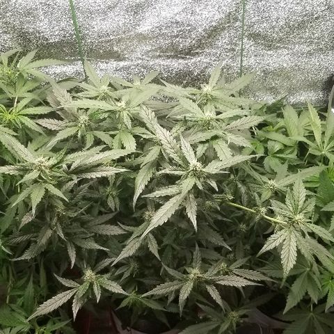 Zkittles skunk growlog photo: 12:04 am
