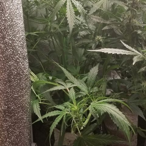 Zkittles skunk growlog timeline photo