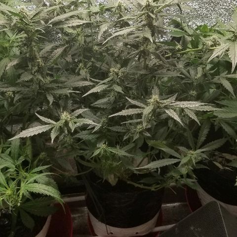 Zkittles skunk growlog timeline photo