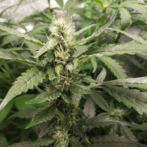 Blood Lemon skunk growlog photo: Main cola